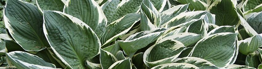 Hosta banner